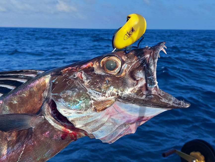 the ikipik brain spike for humane fishing