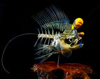 Original IkiPik positioned on a fish to demonstrate ike jime brain spiking