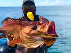 Fisher holding a freshly caught fish and positioning the Original IkiPik for humane dispatch
